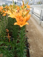 [4063 Dunes No01.JPG]